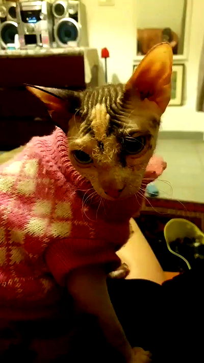 yam_adler yam_adler archive video