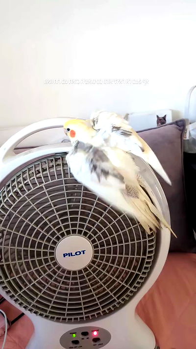 tinapavlov.sky tinapavlov.sky archive video