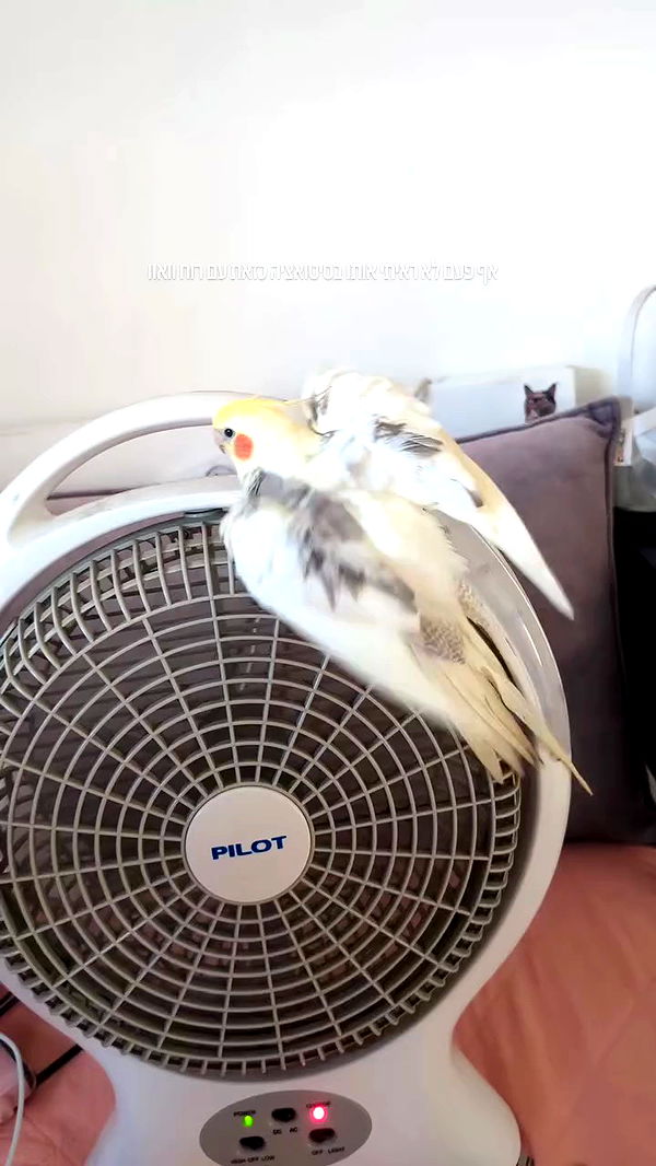 tinapavlov.sky archive video preview