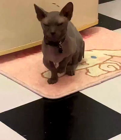 iluvmeww iluvmeww archive video