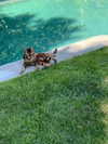 sommerray Altpins Profile Picture