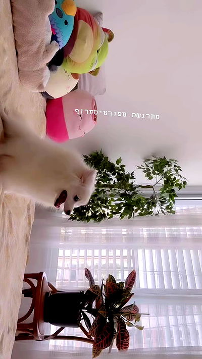 romy_ayalla_lavi romy_ayalla_lavi archive video