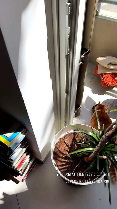 iambohema.v2 iambohema.v2 archive video