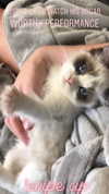 taylorswift Altpins Profile Picture