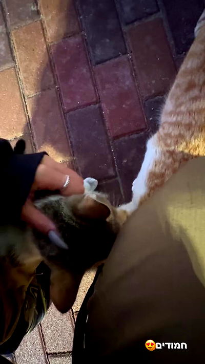 biton__adi biton__adi archive video