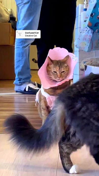 neomiconrad neomiconrad archive video