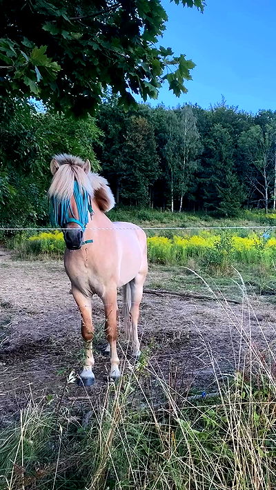 noa_zemlyanski noa_zemlyanski archive video