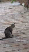 karin_orhov Altpins Profile Picture