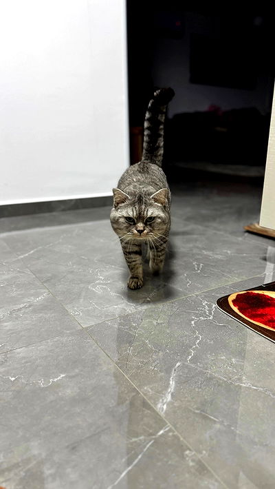 yuri.gever yuri.gever archive video