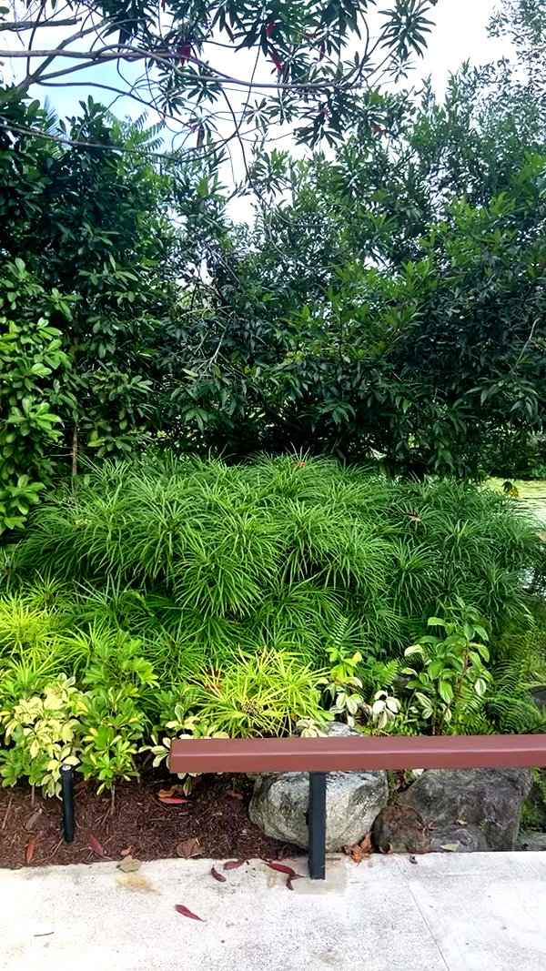 sapir_shemer archive video preview