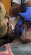 noa_mendel_ Altpins Profile Picture