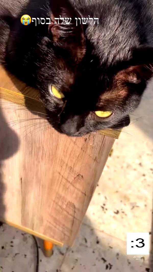 hellokittyangel666 archive video preview