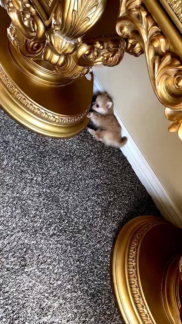 jailyneojeda archive video preview