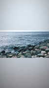 calyen Altpins Profile Picture