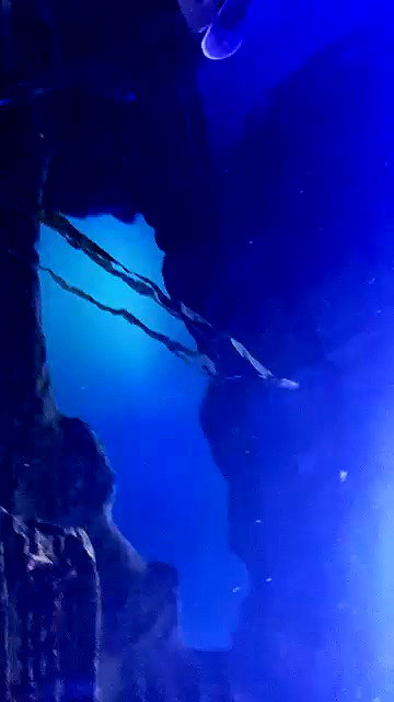 pawxai archive video preview