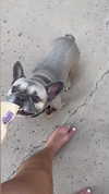 lilsyourfav Altpins Profile Picture