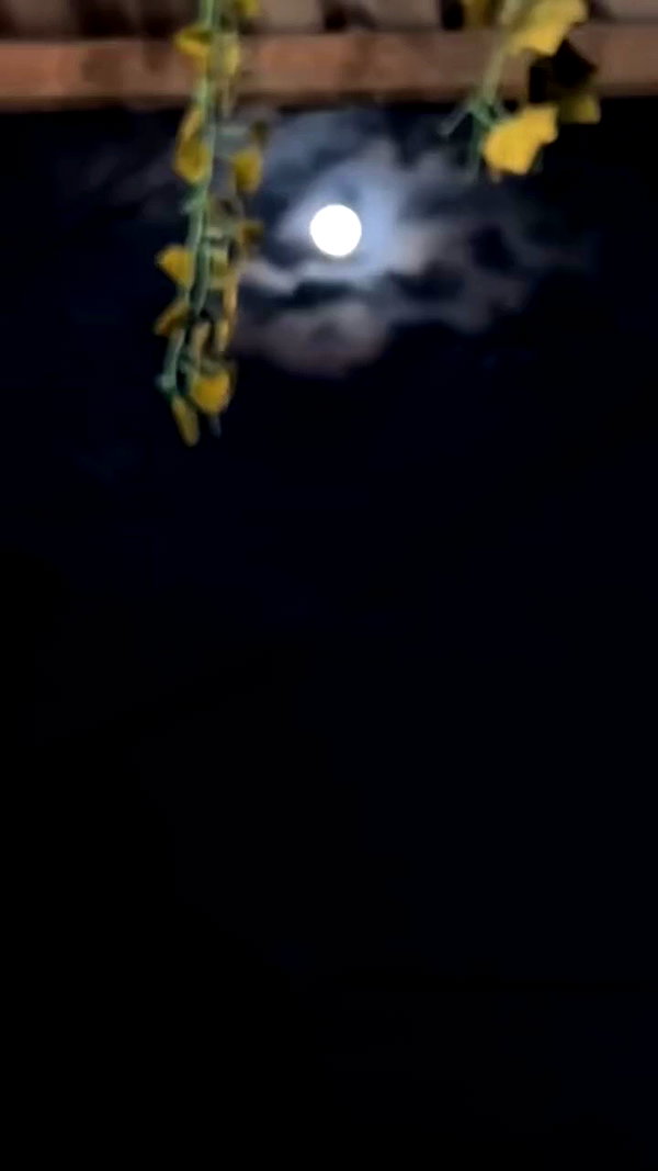 liiuuarr archive video preview