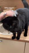 ivy.owowo Altpins Profile Picture