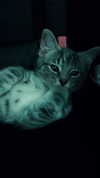 nylthria Altpins Profile Picture