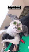 zaperwave Altpins Profile Picture