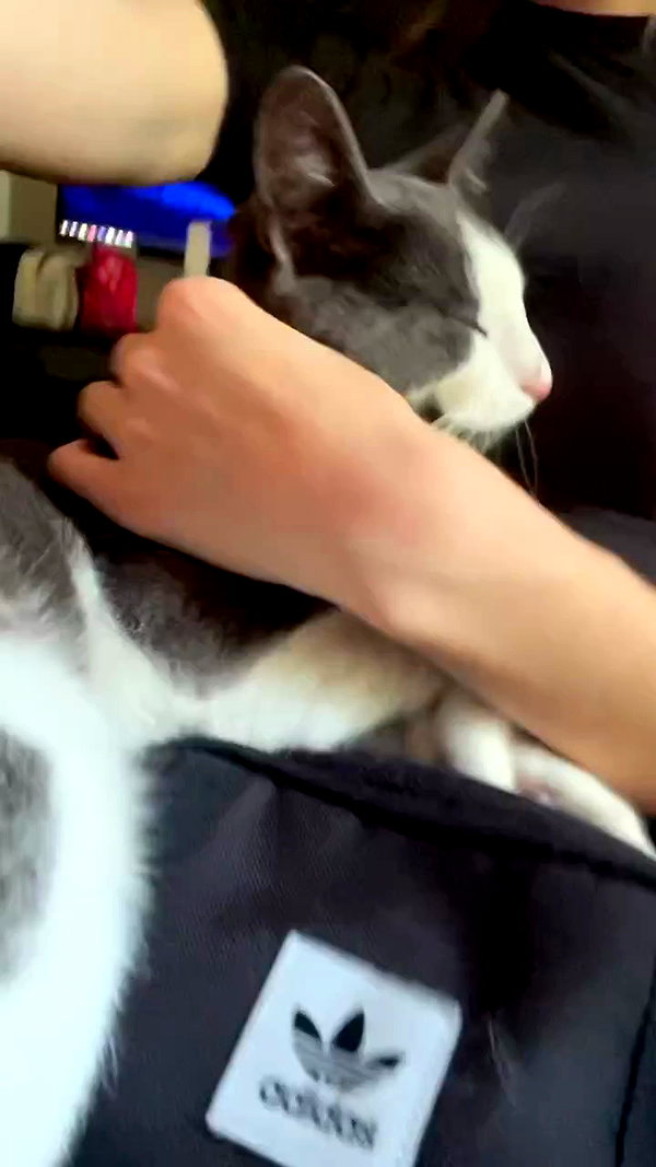 tanukiicos archive video preview