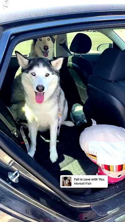 _animechika_ _animechika_ archive video