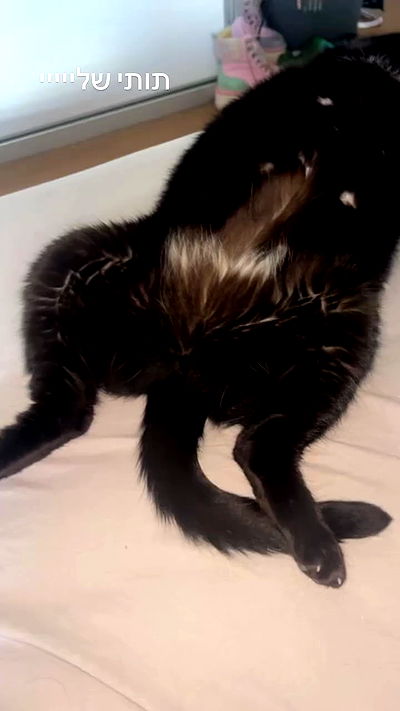 hellokittyangel666 hellokittyangel666 archive video