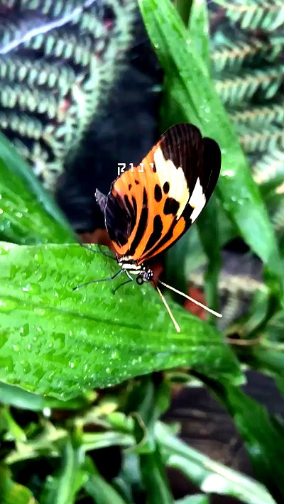 kesemgreenyer kesemgreenyer archive video