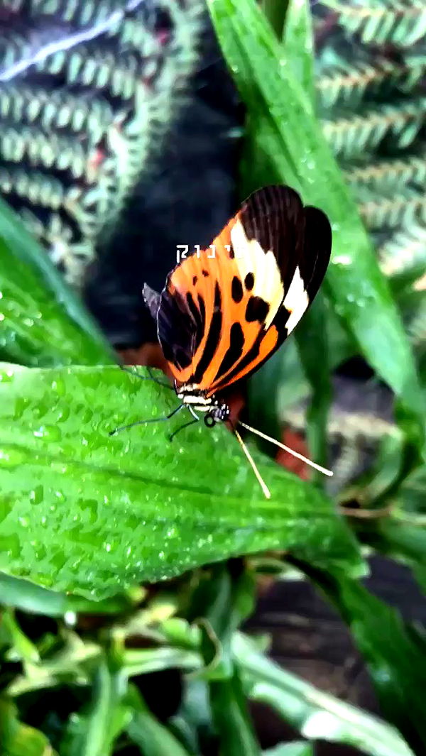 kesemgreenyer archive video preview