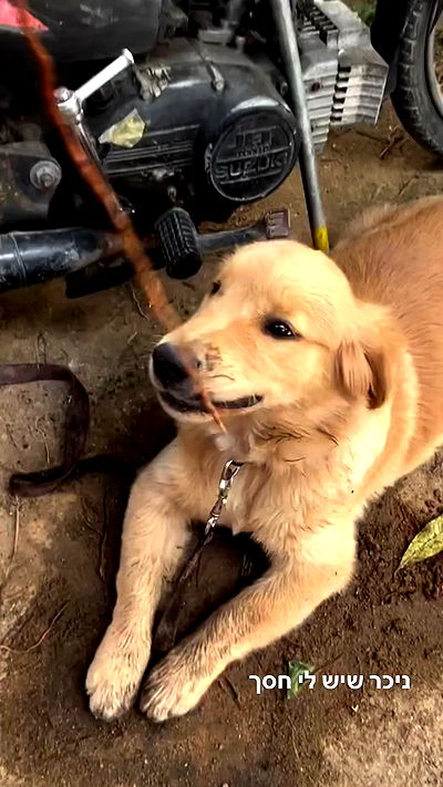 ofir.dg ofir.dg archive video