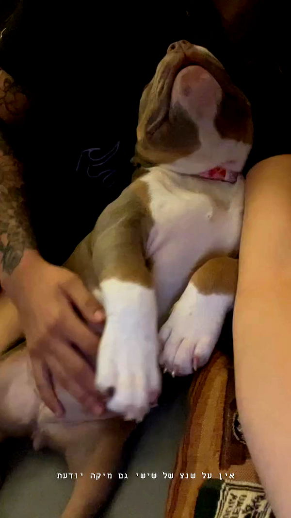 kesemgreenyer archive video preview