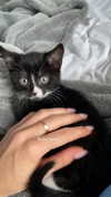sydney_melman Altpins Profile Picture