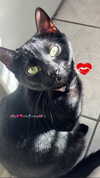 porcelainpixi Altpins Profile Picture