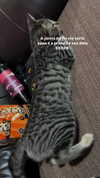 mittzaa_ Altpins Profile Picture
