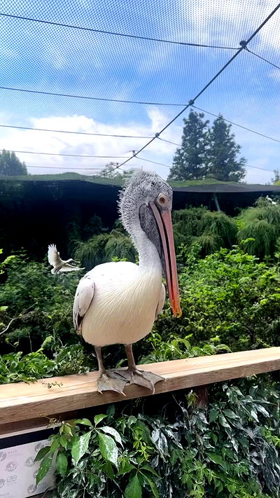 shelly_.mor shelly_.mor archive video