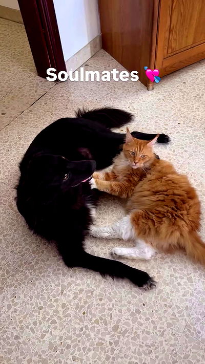 bakedsloths bakedsloths archive video