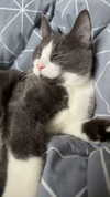 ratskelet0n Altpins Profile Picture