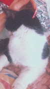 kriiizellda Altpins Profile Picture
