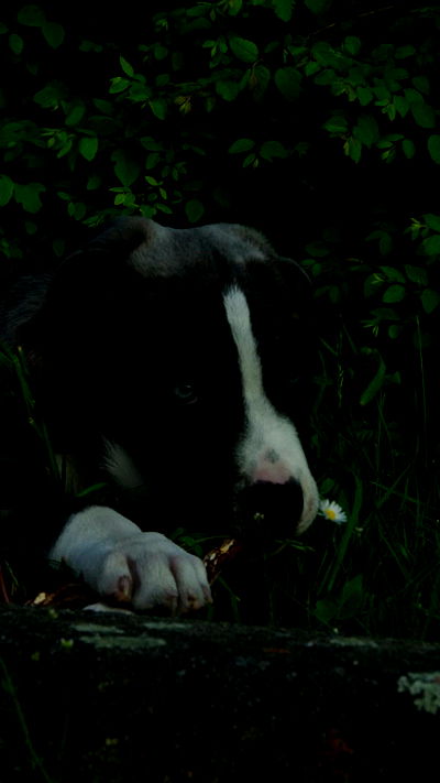 sina.njck sina.njck archive video