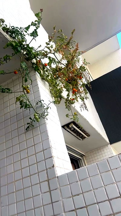 _wizardmidget_ _wizardmidget_ archive video