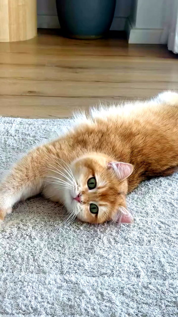 itsilanosh archive video preview