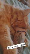 calyen Altpins Profile Picture