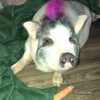 novahnovielli Altpins Profile Picture