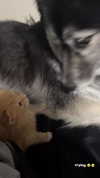 magg0tfleshh Altpins Profile Picture