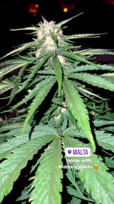 bakedsloths bakedsloths archive video