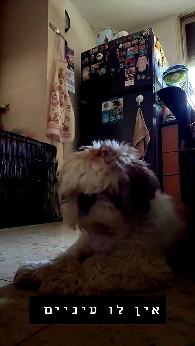 _._dianush._ _._dianush._ archive video