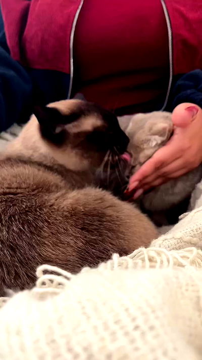 laluzone laluzone archive video