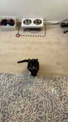 sydney_melman Altpins Profile Picture