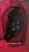 blairvira Altpins Profile Picture