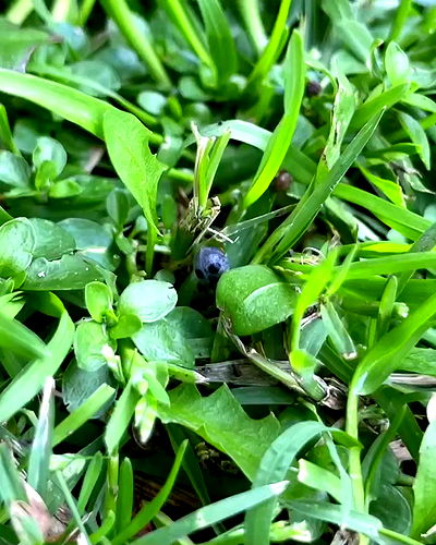 shunli__mei shunli__mei archive video